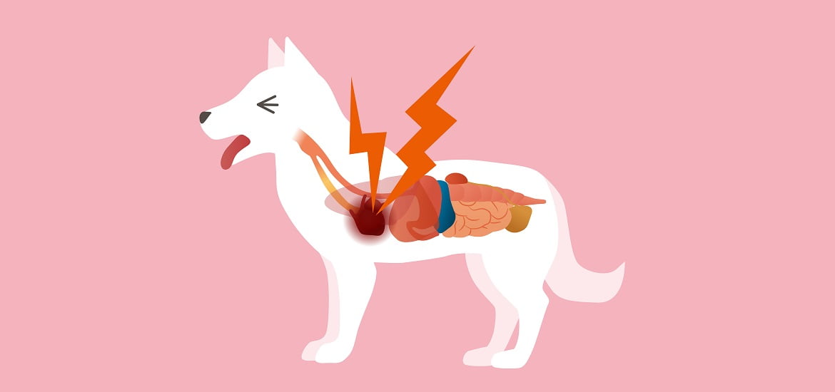 A Complete Guide to Know the Kidney Diseases in Dogs